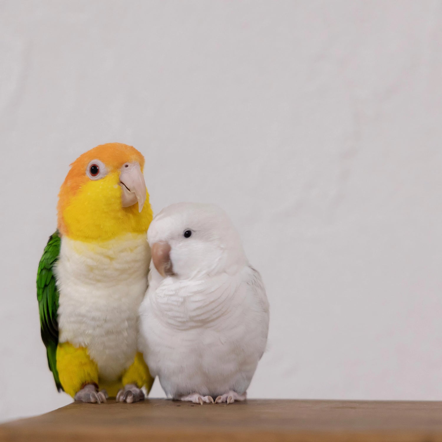 【 For Bird 】