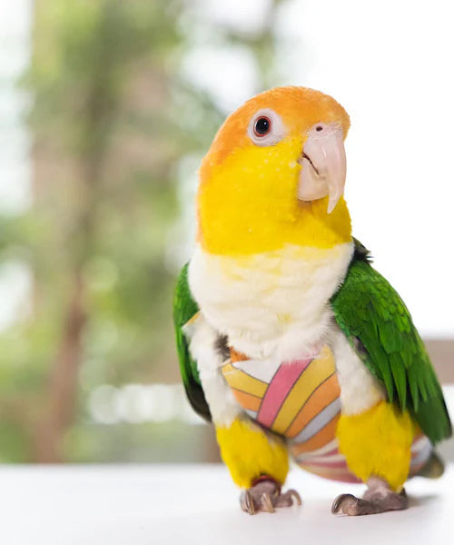 bird clothes [Jelly]
