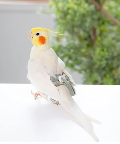 bird clothes［cake］