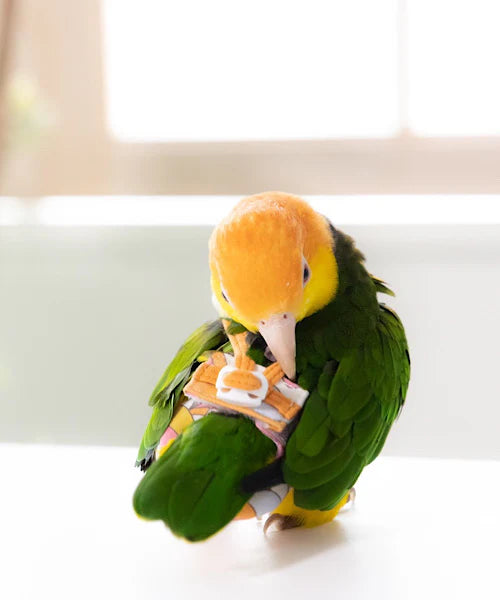 bird clothes [Jelly]