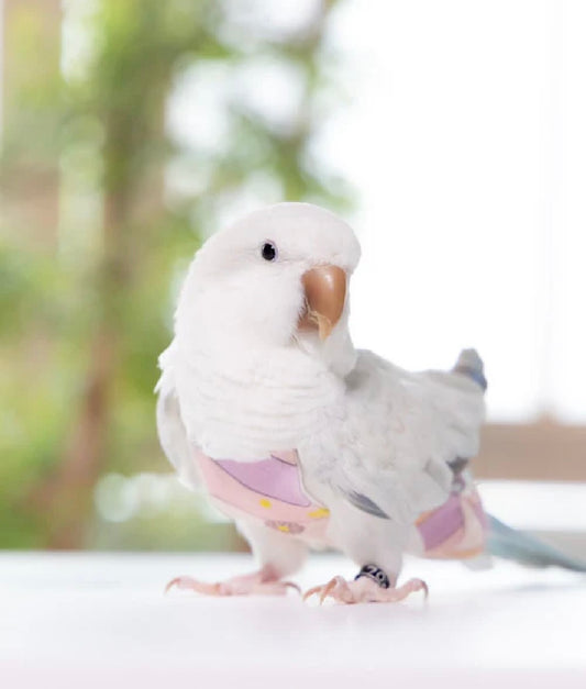 bird clothes［candy］
