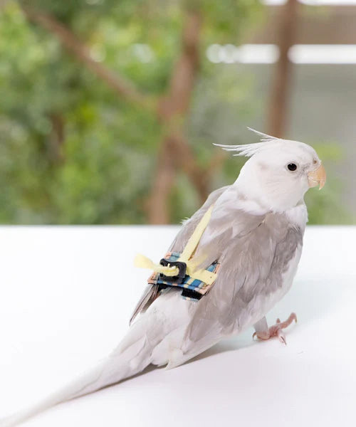 bird clothes [Pudding]