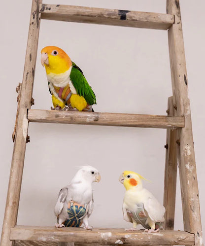 bird clothes [Pudding]
