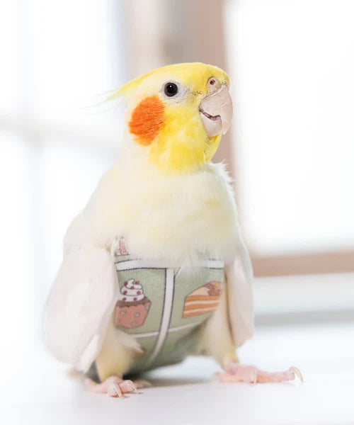 bird clothes［cake］