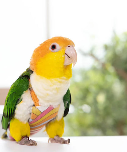 bird clothes [Jelly]